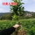 正宗红美人树苗桔子树苗地栽南方种植现挖现发