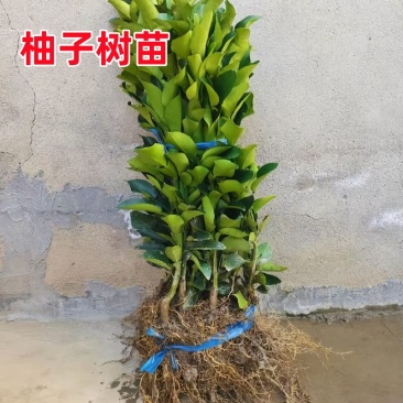 正宗红心柚树苗柚子苗地栽南方种植现挖现发