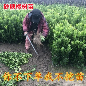 正宗砂糖橘树苗沙糖桔子树苗地栽南方种植现挖现发