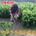 正宗砂糖橘树苗沙糖桔子树苗地栽南方种植现挖现发