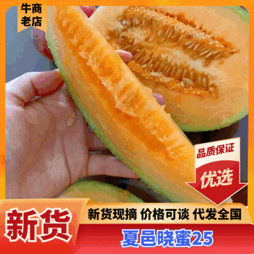 【实力推荐】夏邑晓蜜25哈密瓜糖度超高/大棚严选
