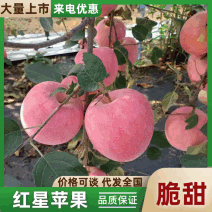 【质优价廉】红星苹果，山东产地果园直采装车一手货源保质量