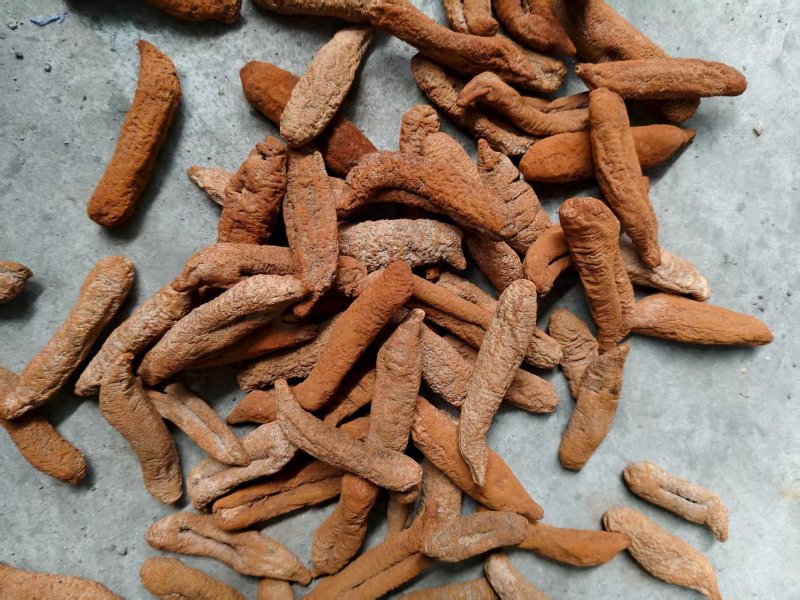 茄参海参烘干出数量大价优/可视频看货/欢迎咨询