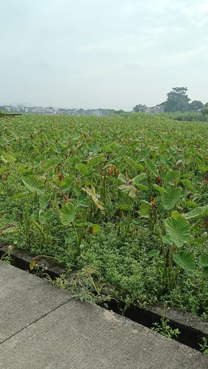 广东芋头万亩基地直发，规格齐全，对接电商市场批发商