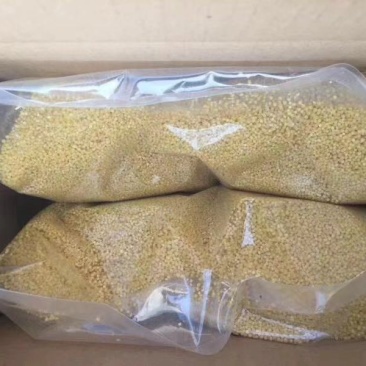 沂蒙山黄小米农家自种当季鲜米能熬出油精选5斤新鲜粗粮一件
