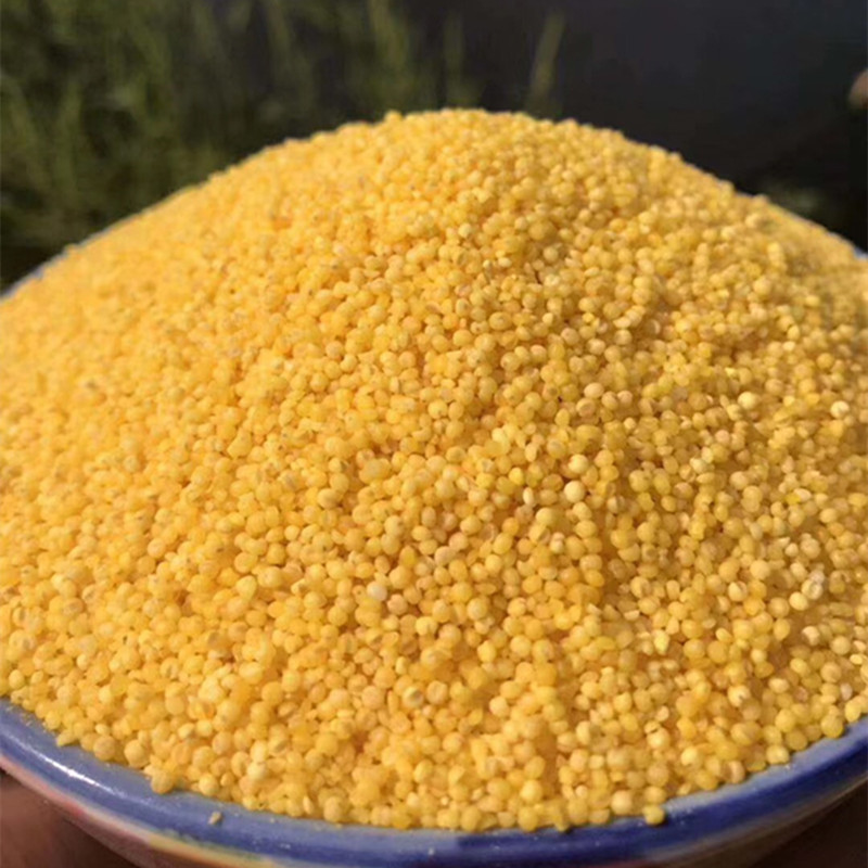 沂蒙山黄小米农家自种当季鲜米能熬出油精选5斤新鲜粗粮一件