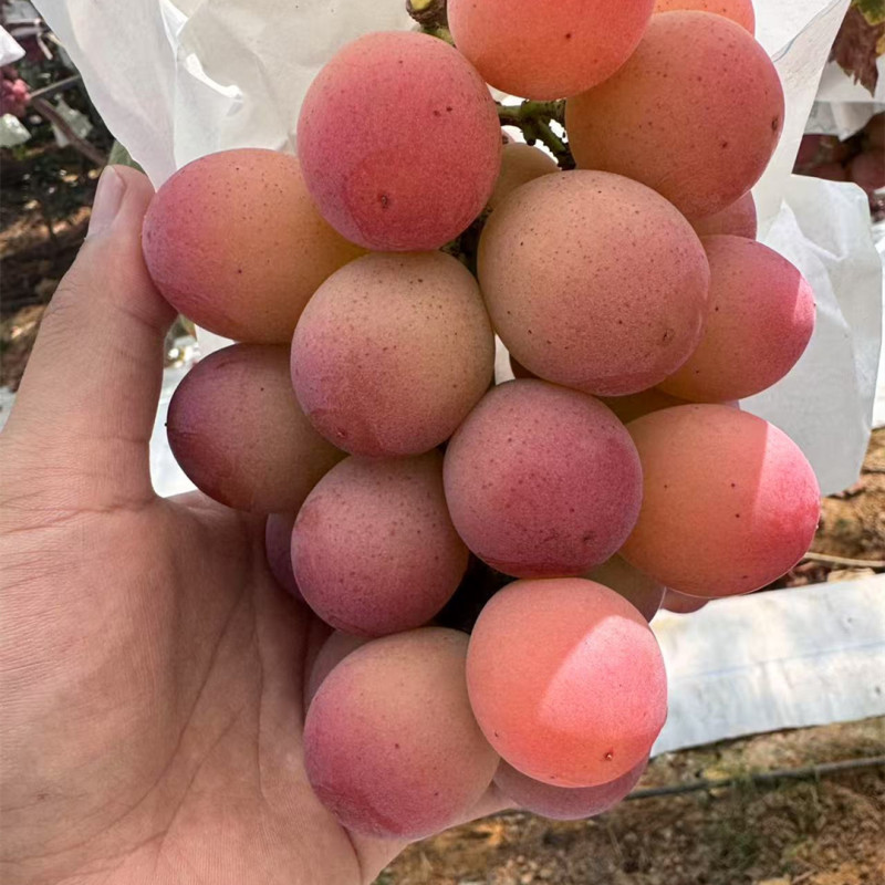 【顺丰包邮妮娜皇后葡萄】当季现摘现发4斤新鲜水果一件代
