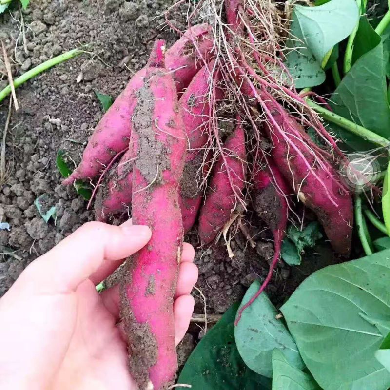 【临安天目山小香薯】香糯细甜地瓜5斤新鲜水果粗粮代餐一件