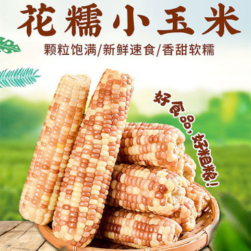 【西双版纳花糯小玉米】即食便捷代餐粗粮早餐5斤新鲜水果代