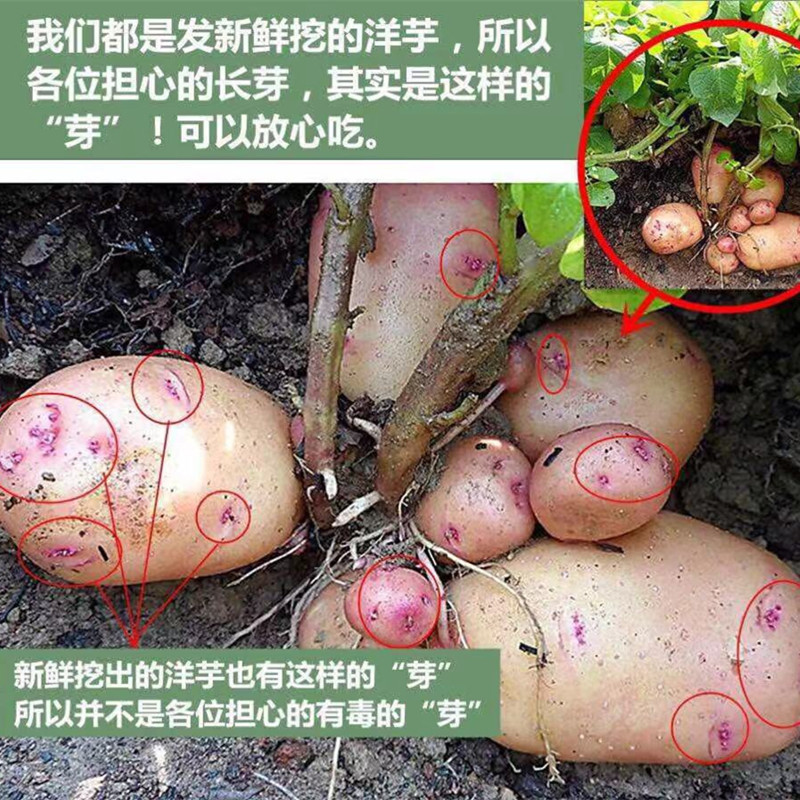 【云南高原红皮黄心土豆马铃薯】山地种植洋芋9新鲜水果蔬菜