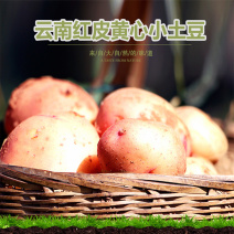 【云南高原红皮黄心土豆马铃薯】山地种植洋芋9新鲜水果蔬菜