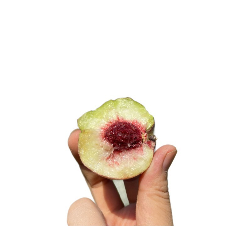 【山东小龙湾蜜桃】水蜜桃农家高山种植现摘现发5斤新鲜水