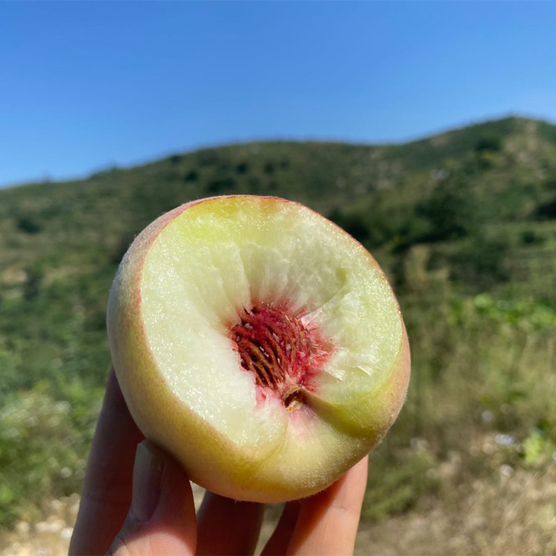 【山东小龙湾蜜桃】水蜜桃农家高山种植现摘现发5斤新鲜水