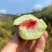 【山东小龙湾蜜桃】水蜜桃农家高山种植现摘现发5斤新鲜水