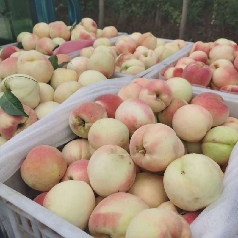 【大沙河仲秋水蜜桃】蜜甜多汁5斤非黄桃非蟠桃新鲜水果一件