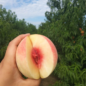 【大沙河仲秋水蜜桃】蜜甜多汁5斤非黄桃非蟠桃新鲜水果一件