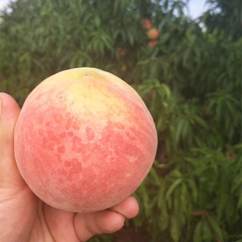 【大沙河仲秋水蜜桃】蜜甜多汁5斤非黄桃非蟠桃新鲜水果一件