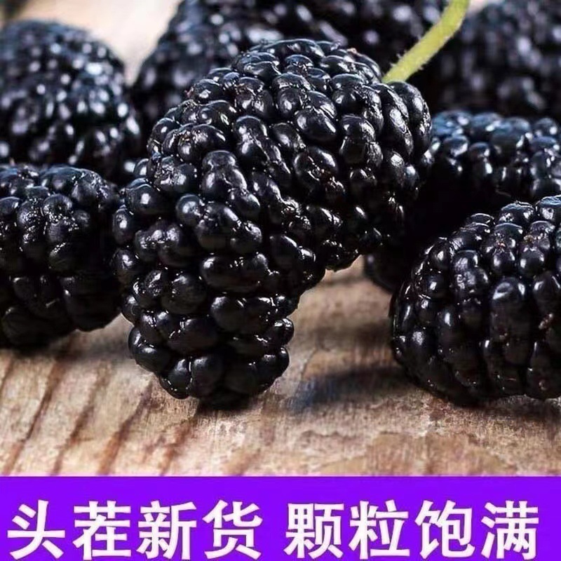 【新疆黑桑葚干】即食个大饱满口感好代餐新鲜水果办公室零食
