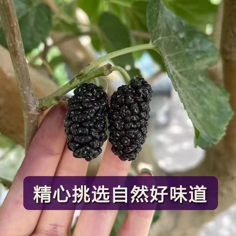 【新疆黑桑葚干】即食个大饱满口感好代餐新鲜水果办公室零食
