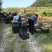 湖南绿心猕猴桃产地直发质量保证货源充足对接商超市场