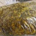 纯手工雪菜，精制雪菜，品质保证，价格优惠