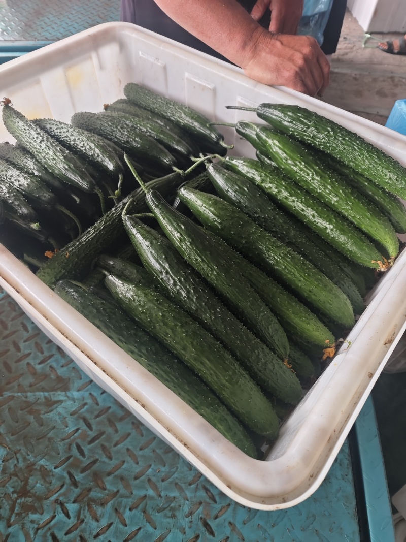 黄瓜秋黄瓜，棚瓜，现已大量上市保质保量对接全国市场
