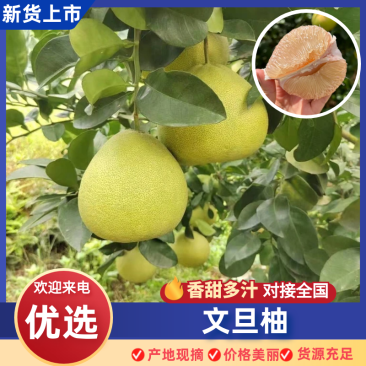 【实力供货】文旦柚福建正宗文旦柚基地直发量大从优