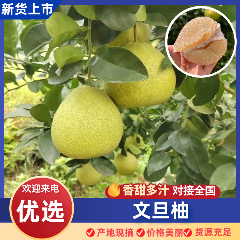 【实力供货】文旦柚福建正宗文旦柚基地直发量大从优