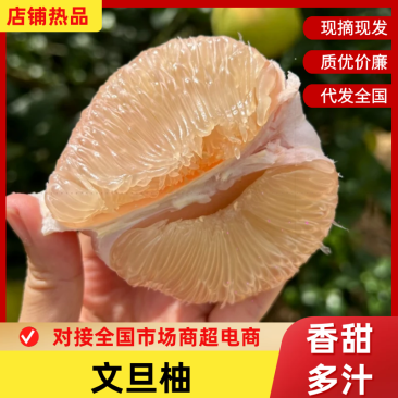 福建文旦柚度尾红心文旦柚基地直发提供一条龙服务