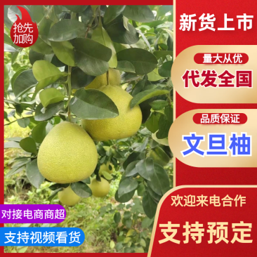 文旦柚福建度尾红心文旦柚支持视频和实地看货代发全国