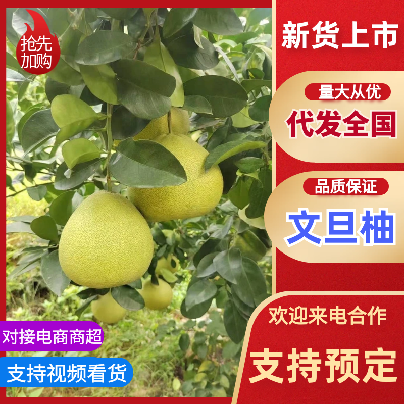 文旦柚福建度尾红心文旦柚支持视频和实地看货代发全国