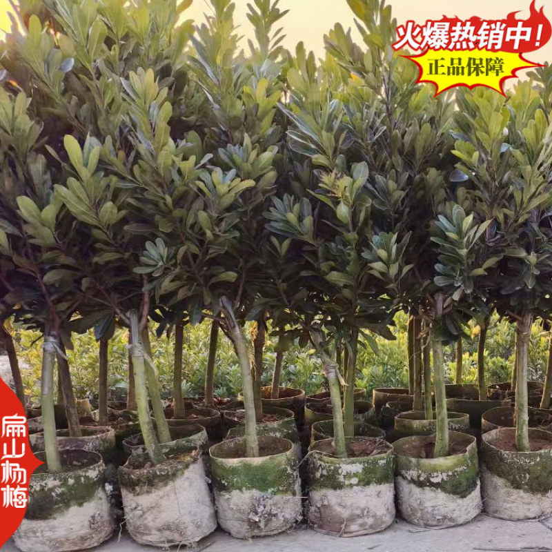 福建已挂果杨梅苗8-10CM-15-20公分东魁杨梅苗