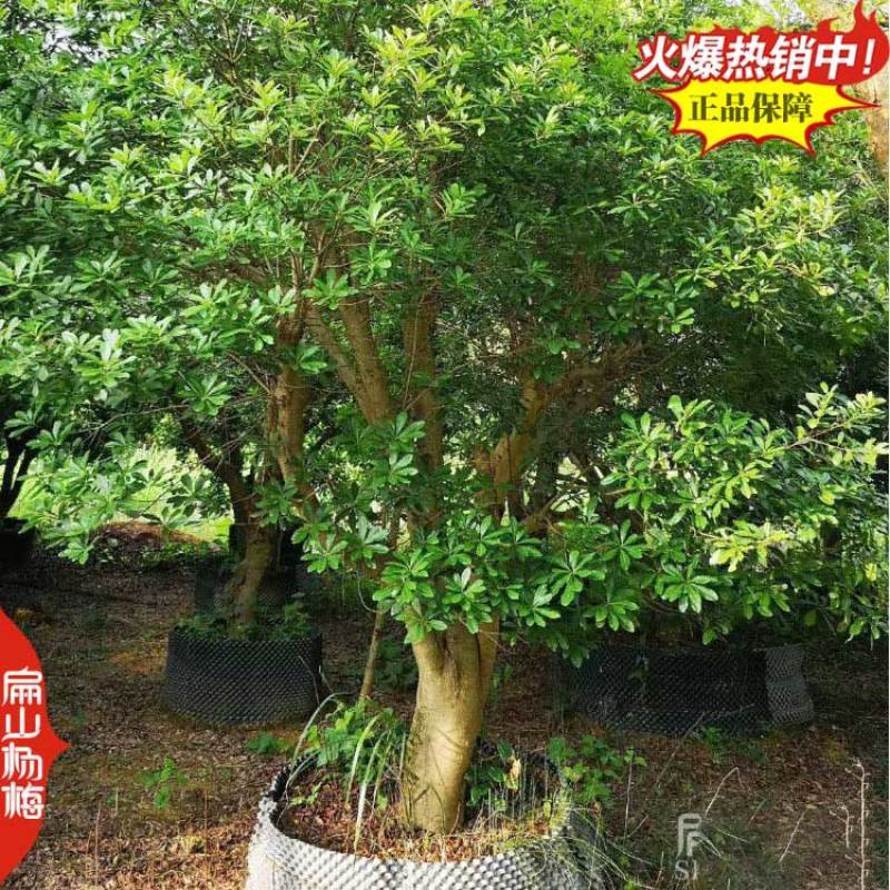 福建已挂果杨梅苗8-10CM-15-20公分东魁杨梅苗