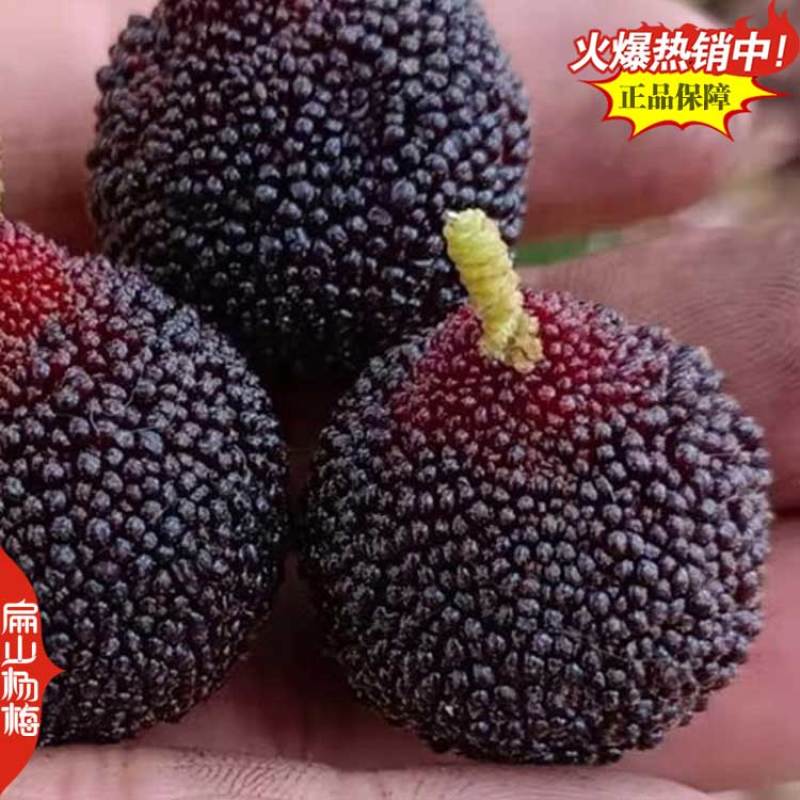 福建已挂果杨梅苗8-10CM-15-20公分东魁杨梅苗