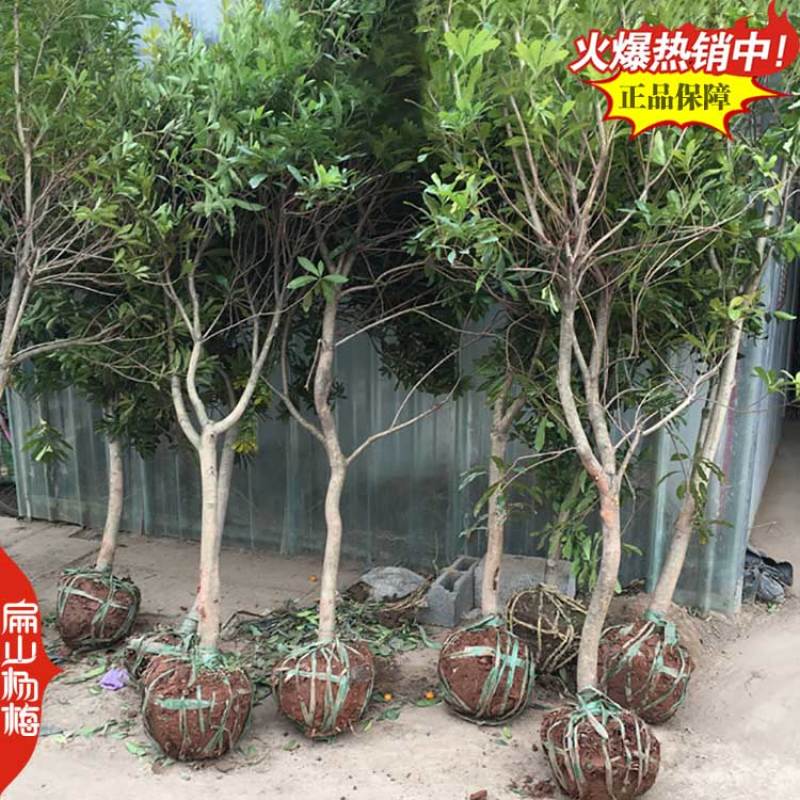 福建已挂果杨梅苗8-10CM-15-20公分东魁杨梅苗