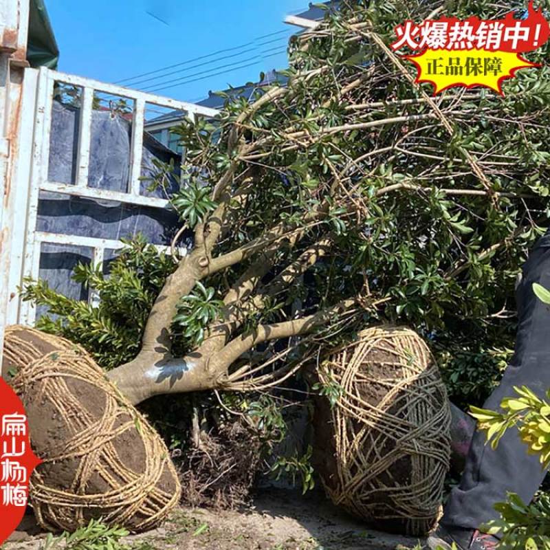 福建已挂果杨梅苗8-10CM-15-20公分东魁杨梅苗