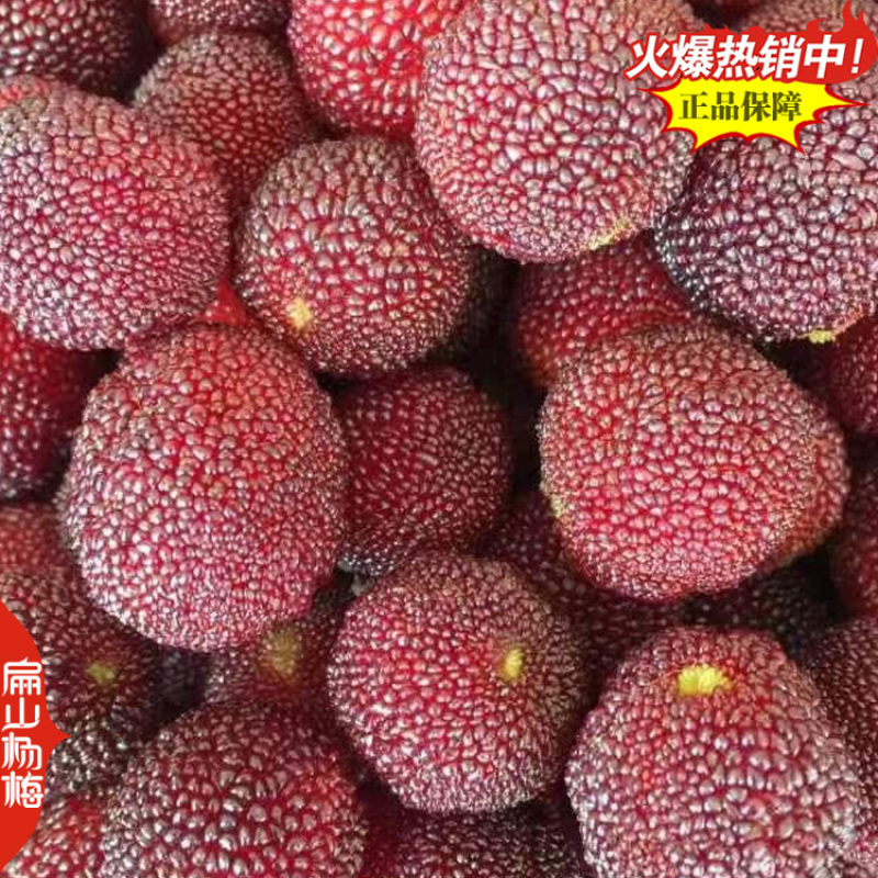 福建已挂果杨梅苗8-10CM-15-20公分东魁杨梅苗