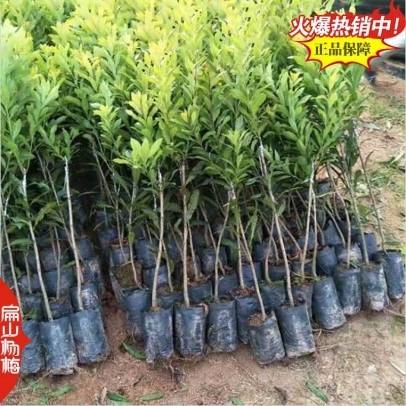 福建已挂果杨梅苗8-10CM-15-20公分东魁杨梅苗