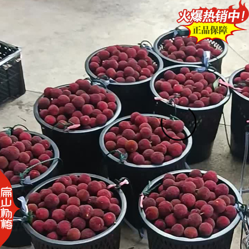 福建已挂果杨梅苗8-10CM-15-20公分东魁杨梅苗