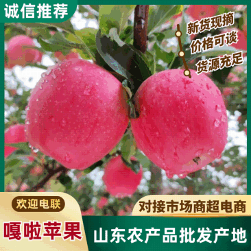 【老板力荐】红富士苹果大量有货价格合理电话联系