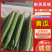 黄瓜秋黄瓜,棚瓜,现已大量上市保质保量对接全国市场