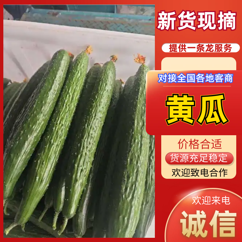 黄瓜秋黄瓜，棚瓜，现已大量上市保质保量对接全国市场