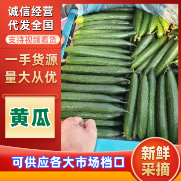 青瓜刚上市精品黄瓜山东黄瓜产地直发品质保障