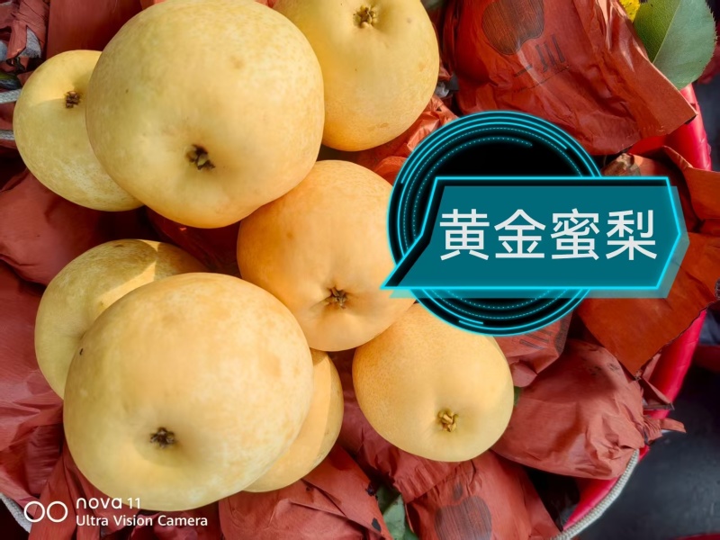 河南南阳黄金梨酥梨现摘现发规模大货源充足品质好价格低