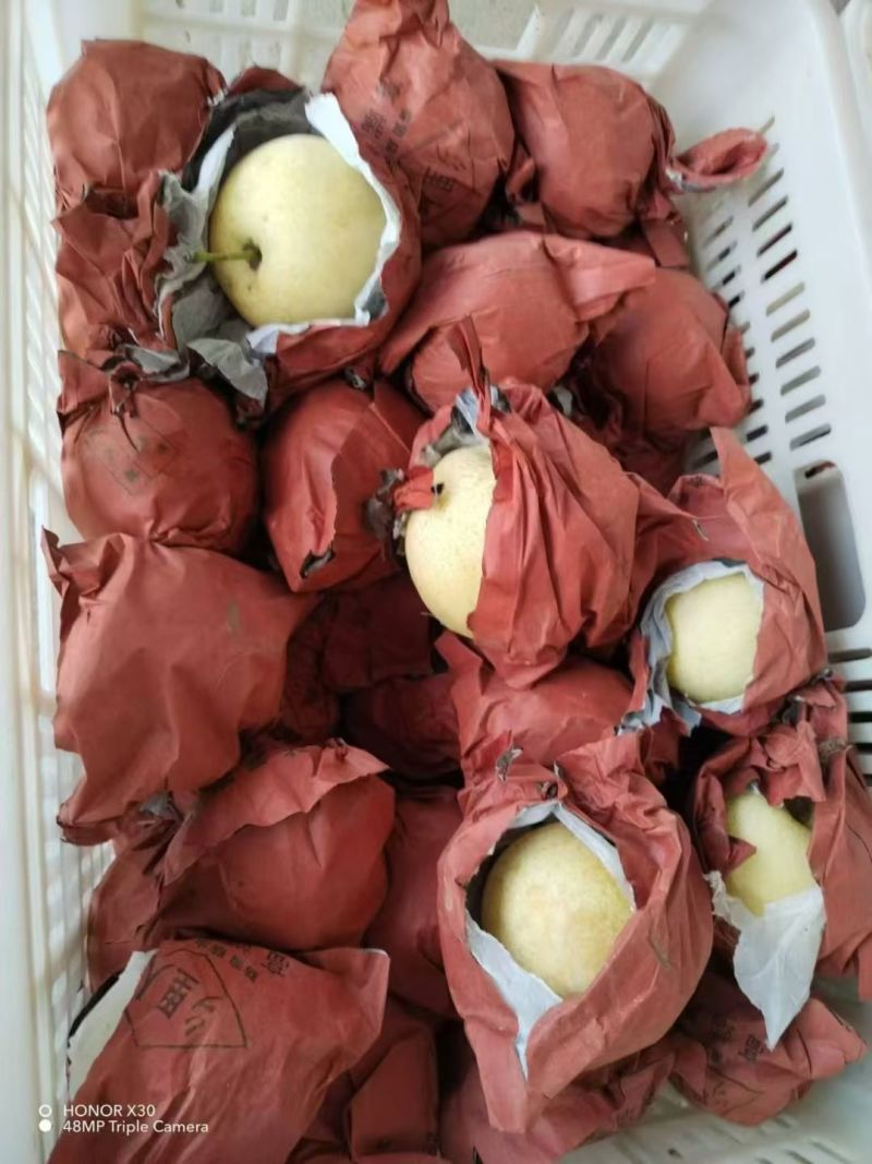 河南南阳黄金梨酥梨现摘现发规模大货源充足品质好价格低