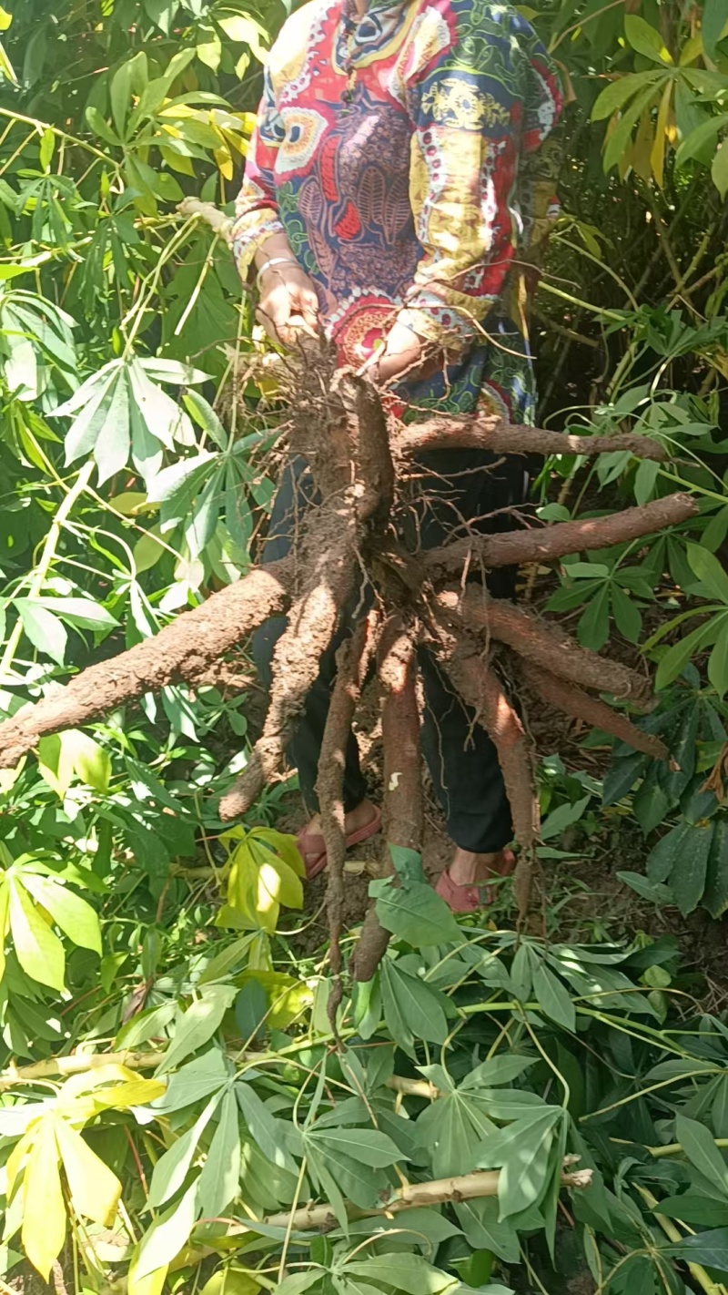 广西一手货源木薯新鲜上市价格美丽质量好走货快欢迎询价热卖