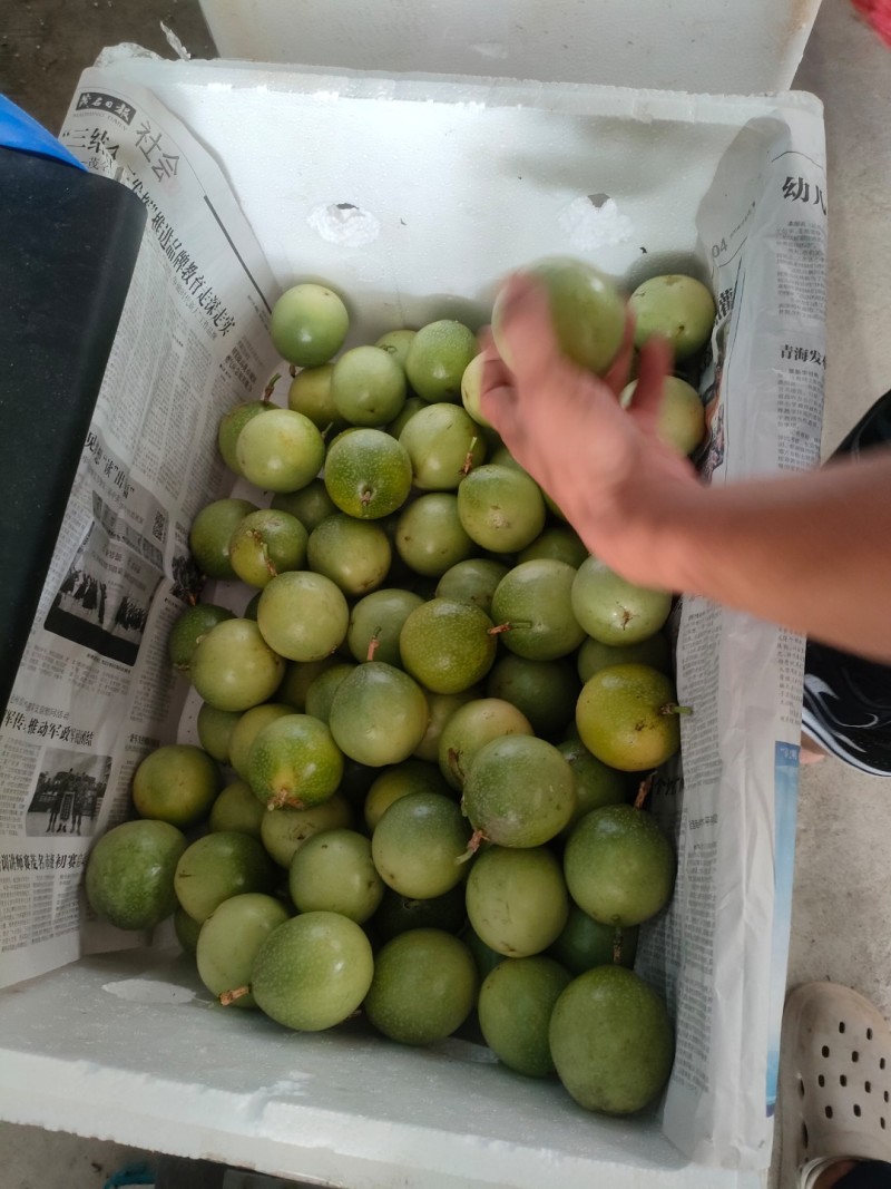 钦蜜九号百香果【精品推荐】货源充足保质保量对接全国采购商