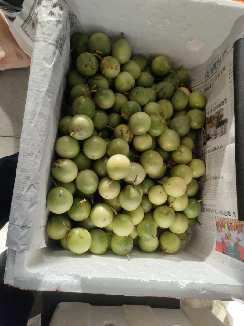 钦蜜九号百香果【精品推荐】货源充足保质保量对接全国采购商