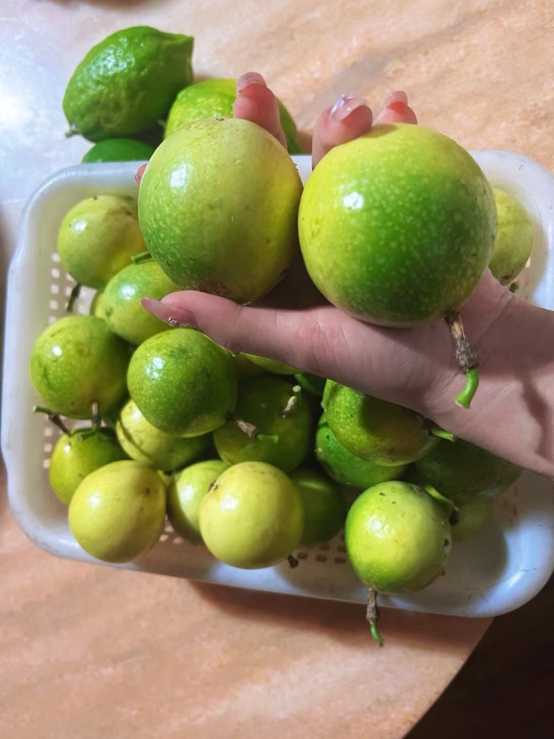 钦蜜九号百香果【精品推荐】货源充足保质保量对接全国采购商