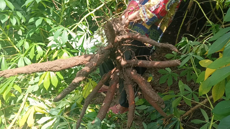 广西一手货源木薯量大从优价格美丽质量好走货快欢迎询价